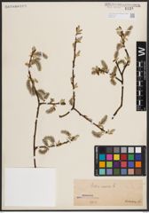 Foto von Salix caprea L.